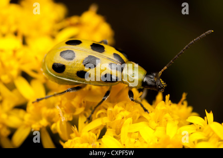 Eine gefleckte Gurke Käfer (Diabrotica undecimpunctata) Feeds auf einer goldrute Anlage. Stockfoto