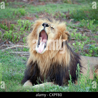 Männliche Löwen in Südafrika. Stockfoto