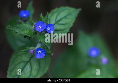 Grüne Alkanet (Pentaglottis Sempervirens), wachsen auf einer schattigen Bank durch einen Feldweg im Spätsommer, Northumberland, UK Stockfoto