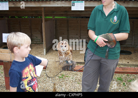 Boy Holding Eule auf Handschuh mit Keeper an die englische Schule der Falknerei Stockfoto