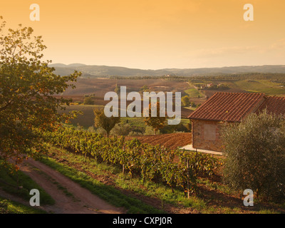 Eine Herbstlandschaft mit einem Weinberg und Hügeln in den späten Herbst Sonnenlicht im Orcia-Tal in der Nähe von Pienza in der Toskana, Italien. Stockfoto