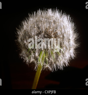 Close-up erschossen Löwenzahn Samen Stockfoto