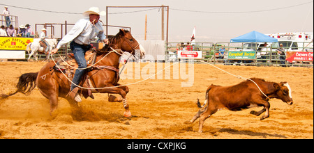 Cowboy-Kalb roping auf dem Rodeo-Event, Bruneau, Idaho, USA Stockfoto