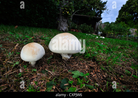 Nahaufnahme von zwei Champignons (Agaricus Campestris) mit mehr Pilze im Hintergrund auf der rechten Seite Stockfoto