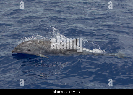 Lagenodelphis Hosei Fraser Delphin, Delphin in Sarawak, Borneo-Delfin, wild, Belag, Malediven Stockfoto