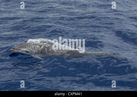 Lagenodelphis Hosei Fraser Delphin, Delphin in Sarawak, Borneo-Delfin, wild, Belag, Malediven Stockfoto