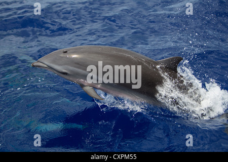 Lagenodelphis Hosei Fraser Delphin, Delphin in Sarawak, Borneo-Delfin, wild, springen, Malediven Stockfoto