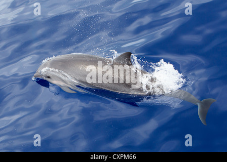 Lagenodelphis Hosei, Frasers Delfin Delphin Sarawak, Borneo-Delfin, Wild, Malediven Stockfoto