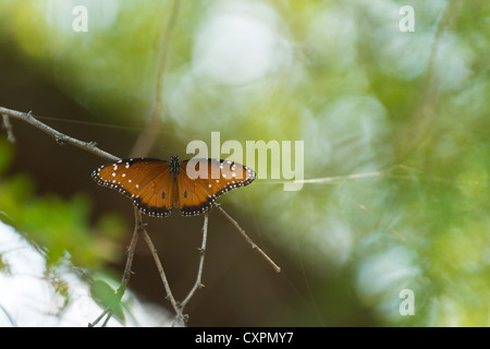 Schmetterling auf Zweig, Big Bend Nationalpark, Texas. Stockfoto