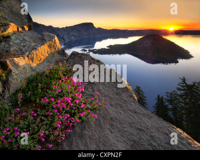 Sunrise und Penstemon. Crater Lake Nationalpark, Oregon Berg Wildblumen Stockfoto