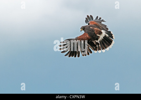 Harris Hawk Parabuteo Unicinctus im Flug. UK Stockfoto