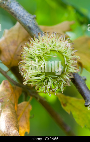 die Borsten Eichel der Türkei Eiche, amerikanische Türkei Eiche; oder Quercus Cerris im Herbst oder im Herbst Stockfoto