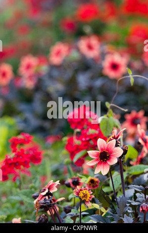 Einige der Blumen in den Gärten Flor & Fjaere (Flor & Fjære) in Stavanger, Norwegen. Stockfoto