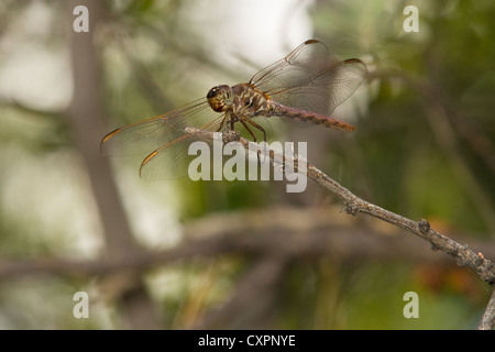 Libelle auf Zweig, Big Bend Nationalpark, Texas. Stockfoto