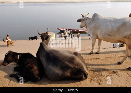 Asien Indien Uttar Pradesh Varanasi Benares Heilige Kühe an den Ufern des Flusses Ganges Stockfoto