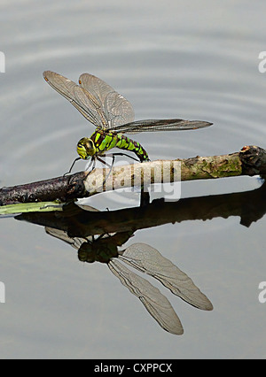 Weiblichen südlichen Hawker Drachen fliegen Stockfoto