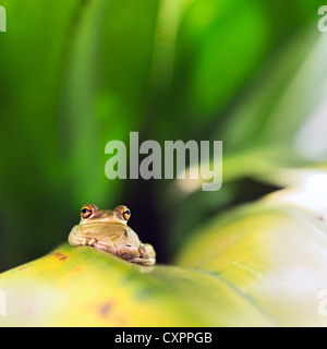 Kuba-Laubfrosch (Osteopilus Septentrionalis) auf einem Blatt Stockfoto