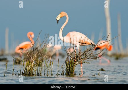 Die rosa Karibik Flamingo (Phoenicopterus Ruber Ruber) geht auf dem Wasser. Stockfoto