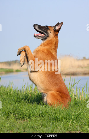 sitzen Malinois Stockfoto