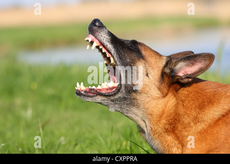 Malinois-Portrait Stockfoto