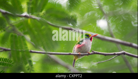 kubanische Tody (Todus multicolor) Stockfoto