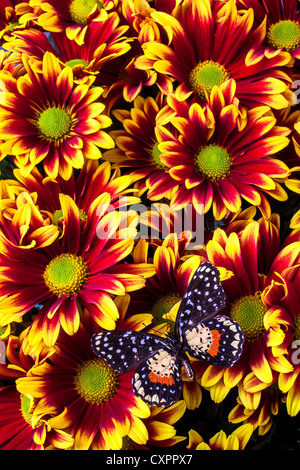 Schmetterling auf gelb rot daises Stockfoto