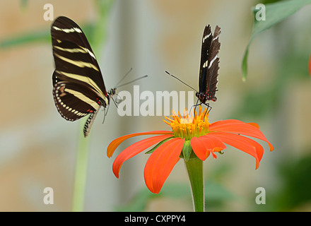 Schmetterling auf Anlage und/oder Orange Blume Stockfoto