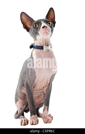 schöne reinrassige Sphynx Katze vor weißem Hintergrund Stockfoto