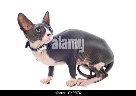 schöne reinrassige Sphynx Katze vor weißem Hintergrund Stockfoto