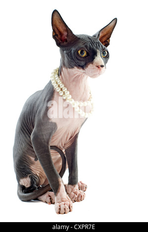 schöne reinrassige Sphynx Katze vor weißem Hintergrund Stockfoto