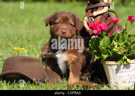 Australian Shepherd Welpen Stockfoto