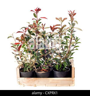 junger Sämling von Eleagnus und Photinia vor weißem Hintergrund Stockfoto