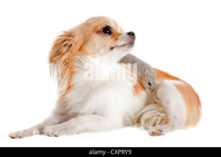 Porträt eines niedlichen reinrassiger Chihuahua und Artepithet Hamster vor weißem Hintergrund Stockfoto