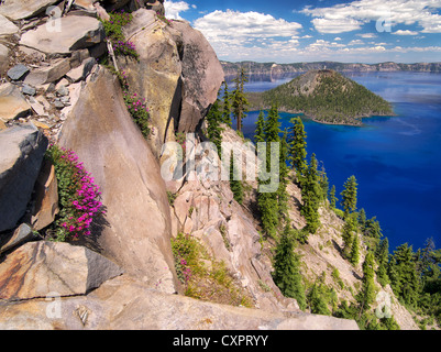 Penstemon wachsen am Rand des Crater Lake. Crater Lake Nationalpark, Oregon Wildblumen im cliff Stockfoto