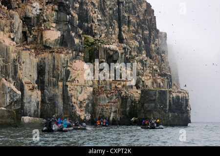 Zodiacs Annäherung an Klippen voller Brünnichs Trottellummen, Alkefjellet, Spitzbergen, Norwegen Stockfoto