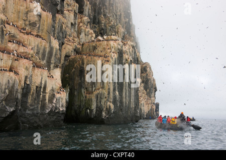 Zodiacs Annäherung an Klippen voller Brünnichs Trottellummen, Alkefjellet, Spitzbergen, Norwegen Stockfoto