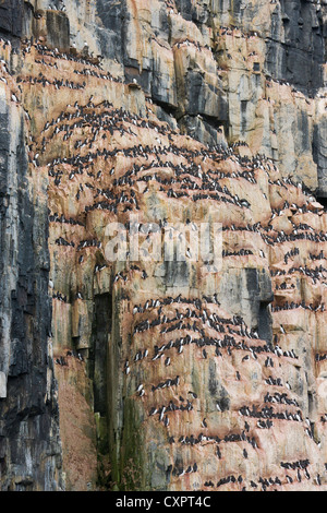 Klippen voller Brünnichs Trottellummen, Alkefjellet, Spitzbergen, Norwegen Stockfoto