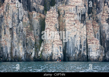 Zodiacs Annäherung an Klippen voller Brünnichs Trottellummen, Alkefjellet, Spitzbergen, Norwegen Stockfoto