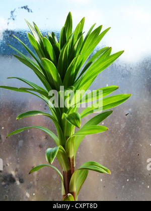 Keim, grn, Lilie, Frhling, zart, zerbrechlich, Pflanze, Himmel, blau,  Stamm, Flora und Fauna Stockfotografie - Alamy