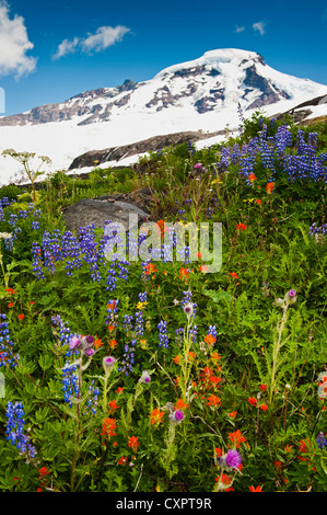 Die schöne Wildblumen gesehen entlang den Heliotrop Höhenweg auf dem Weg zum Mt. Baker, Washington, im Hintergrund zu sehen. Stockfoto