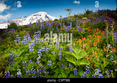 Die schöne Wildblumen gesehen entlang den Heliotrop Höhenweg auf dem Weg zum Mt. Baker, Washington, im Hintergrund zu sehen. Stockfoto