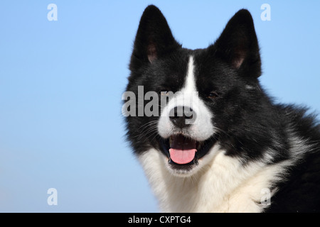 Karelischer Bär Hund Portrait Stockfoto
