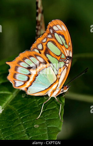 Malachit-Schmetterling Stockfoto