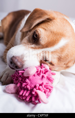 Niedliche Mischling Hund mit einem Spielzeug spielen Stockfoto