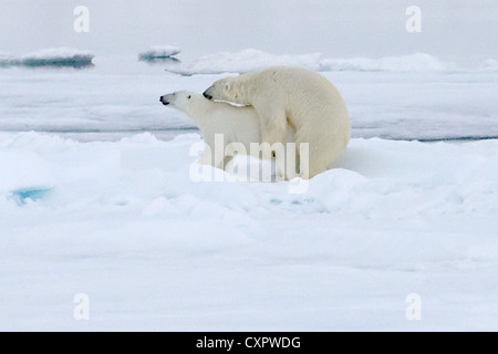 Eisbären, die Paarung auf Eis, Spitzbergen, Norwegen Stockfoto