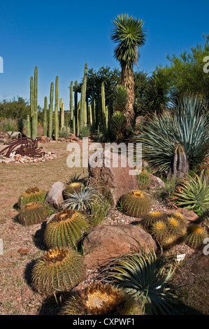San Miguel de Allende El Charco del Ingenio Nature Reserve, Botanischer Garten mit Kakteen und Sukkulenten Pflanzen Stockfoto
