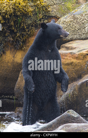 Schwarzer Bär stehend in einem Rock Pool beim Fischen Vancouver Island Kanada Stockfoto