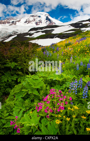 Die schöne Wildblumen gesehen entlang den Heliotrop Höhenweg auf dem Weg zum Mt. Baker, Washington, im Hintergrund zu sehen. Stockfoto