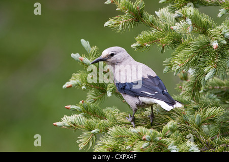 Clarks Nussknacker-Vogel songbird sitzt in Spruce Tree Stockfoto