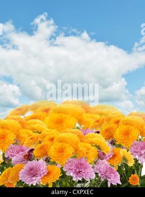 Mütter-Blüten vor blauem Himmel Stockfoto